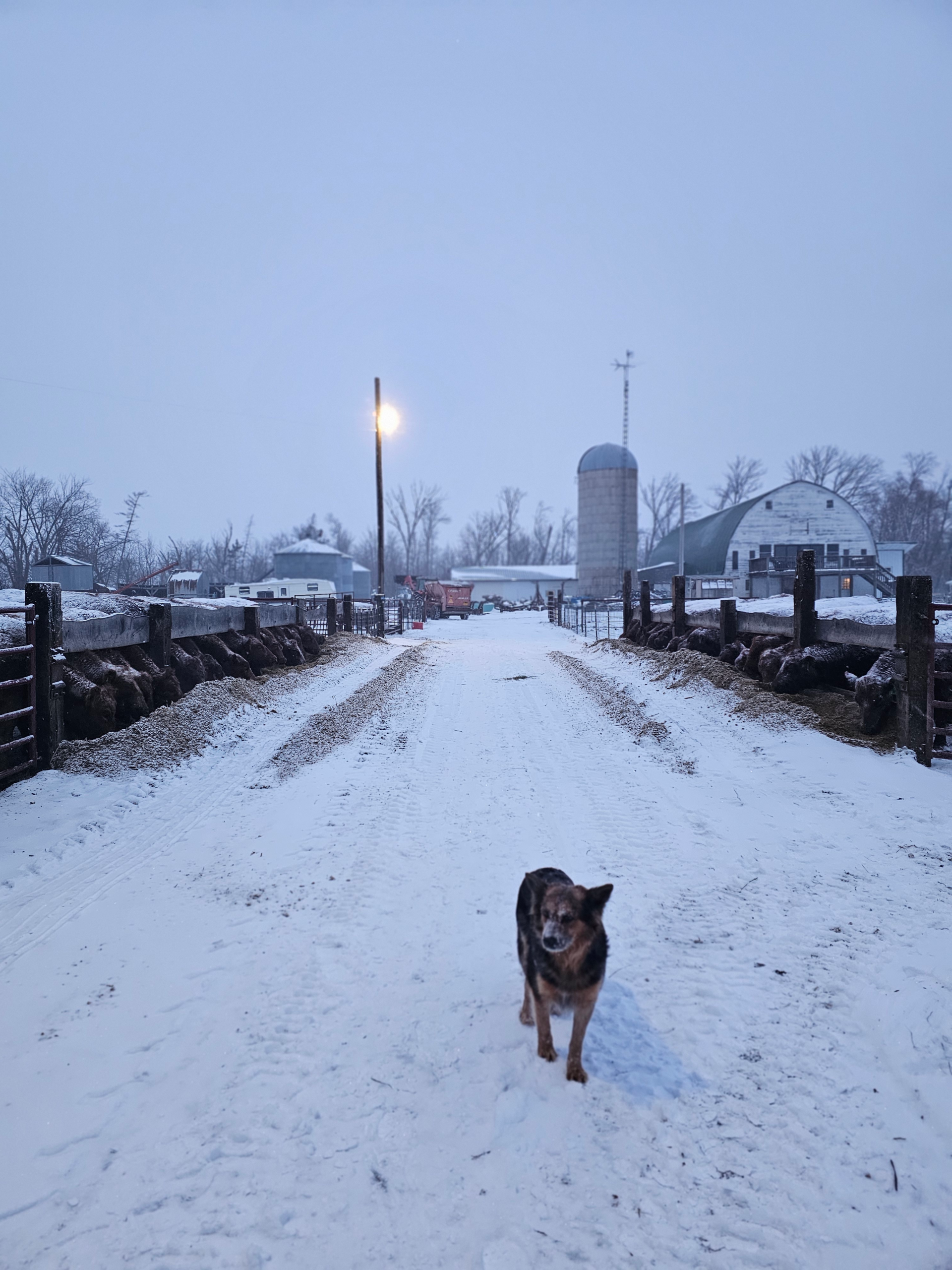 When Plans Change: Faith, Cattle, and Trusting God’s Timing
