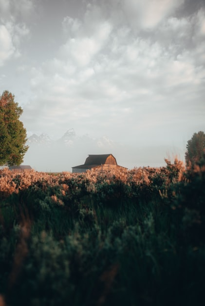 Creating a Peaceful Home Environment